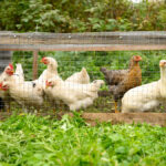 Pastured poultry producers found it hard to assess their labour because their operations are often highly diverse so chores involved multiple operations.