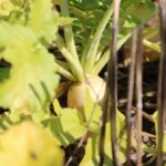 Healthy soil practices, such as cover cropping, haven't yet spread to widespread adoption.