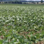 Soybean prices remain strong due to low stocks.