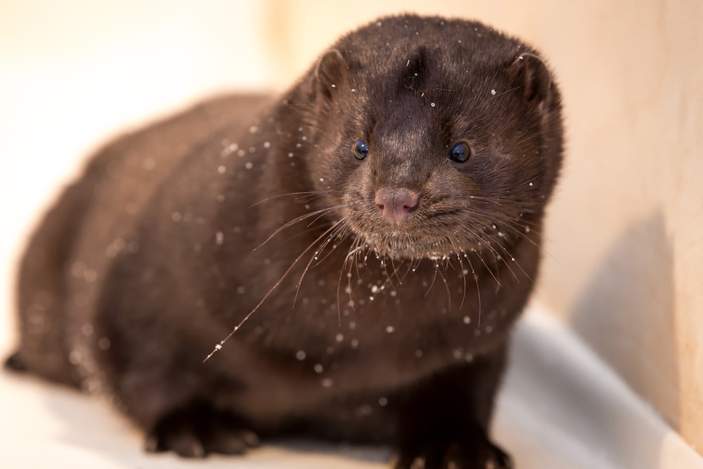 Mink farms are a major target of animal activists.