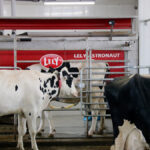 There could be many reasons why automated milking and feeding are associated with improved farmer mental health.