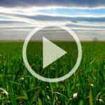 VIDEO: Wheat progress in Ontario, and do you need a fungicide?