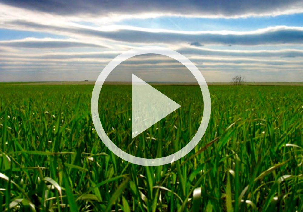 VIDEO: Wheat progress in Ontario, and do you need a fungicide?