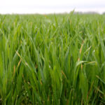 This winter wheat field is still growing in May 2021, but more than 100,000 acres were taken out of production, likely to be put into soybeans or corn in Ontario.