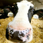 Guelph students win at 2021 North American Dairy Challenge
