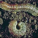 Cutworms. (Photo courtesy Canola Council of Canada)