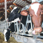 Studies have shown that cows given a ration with shorter chop length had higher intake throughout the dry period than those given a longer chop.