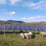 Sheep graze underneath solar panels at Oregon State University.