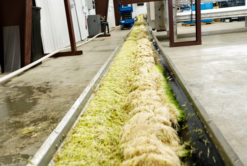 The HydroGreen feed on a conveyor being moved to where it will become part of a total mixed ration. 