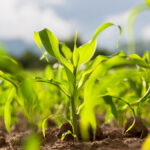 A cool early spring has turned into a dry and warm late spring, helping with planting, but not with crop emergence.