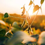 Low moisture and enough days for maturity are risks when planting soybeans after wheat in mid summer.