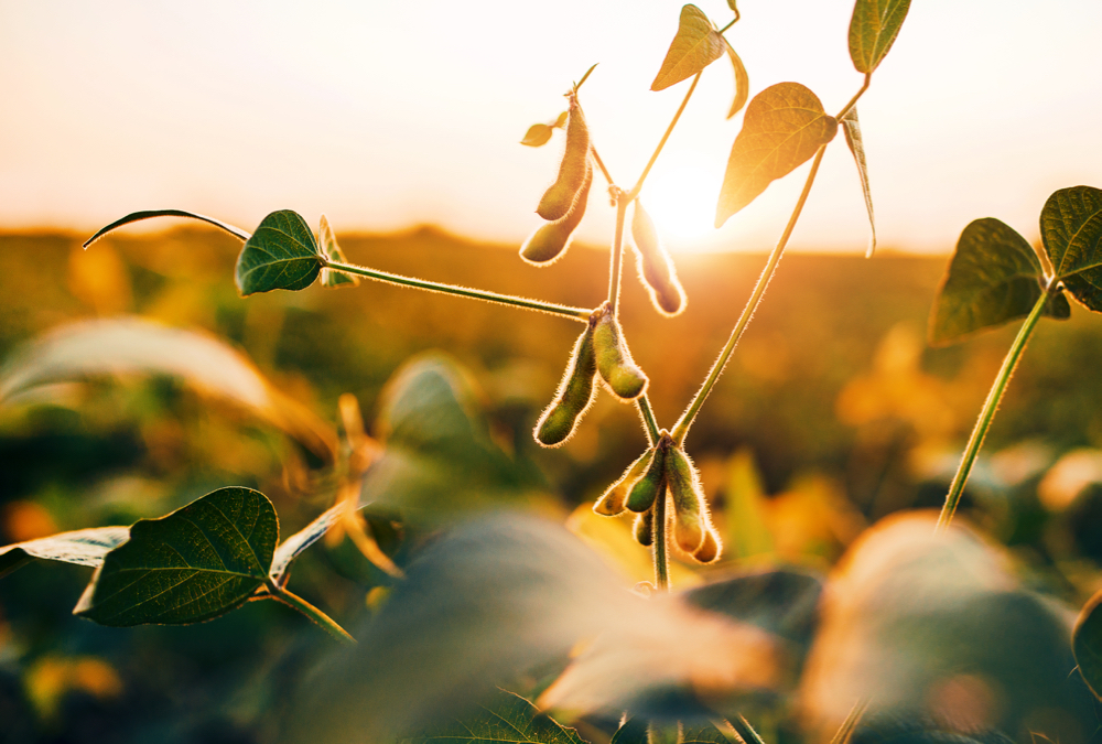 Low moisture and enough days for maturity are risks when planting soybeans after wheat in mid summer.