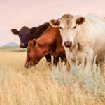 The role of cattle grazing in reducing the loss of grasslands and wetlands is explored in the Guardians of the Grasslands documentary.