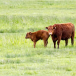 Cattle in a field can be quiet, but move them into close quarters with humans for processing and that’s where safety can be
compromised.