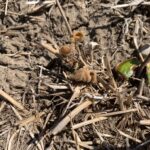 Soybean frost damage was spotty, and often was found in areas of fields