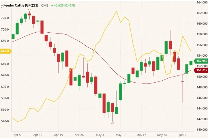 CME August 2021 feeder cattle (candlesticks) with 20-day moving average (red line) and CBOT July 2021 corn (yellow line). (Barchart)
