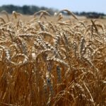 More intense management of wheat has shown that yields can be increased.