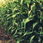 There is worry that the extended period of high crop prices could leave farmers vulnerable if they are used as a base for cost of production calculations, particularly if prices fall and major production challenges happen as was seen in the 1980s.