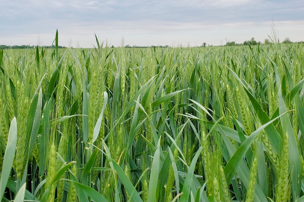 Warm temperatures followed by cooler temperatures have averaged out the wheat crop harvest timeline.