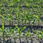 Corn stand checkup