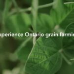 GFO launches new video series to help build knowledge of grain farming