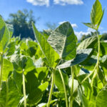 It would be nice if Agriculture and Agri-Food Canada would emphasize farming’s contribution to the fight against greenhouse gas emissions, says the writer.