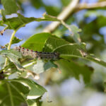 Gypsy moths can defoliate trees if in large enough numbers.