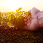 Syngenta Canada Inc. forms seed and crop protection business units