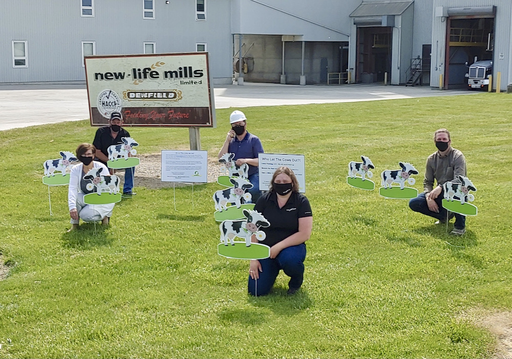 Brad Falconer, back, left, Brent van den Akker, Raymond Wood and front, Donna Falconer and Katelyn O’Neil check out the ‘cows’ left at New Life Mills.