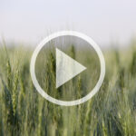 VIDEO: A pre-harvest checkup for wheat fields