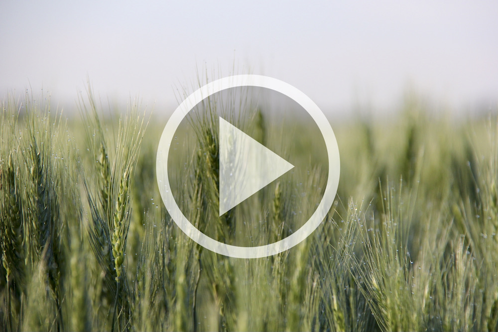 VIDEO: A pre-harvest checkup for wheat fields
