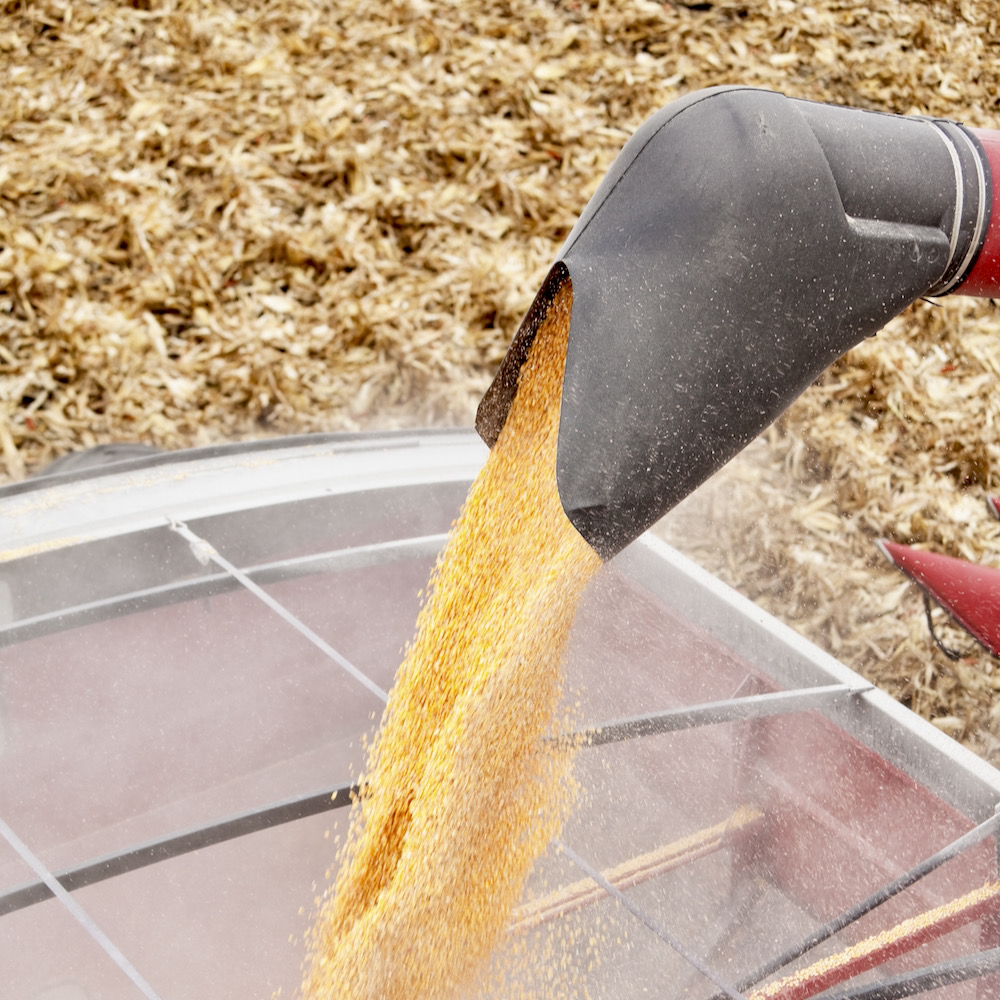 Growers need to pay extra attention to cleaning equipment post-planting to ensure there is no contamination at the elevator or further up the supply chain.