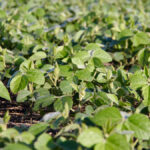 The main risk is that soybeans planted late will not mature or will be extremely low in yield.