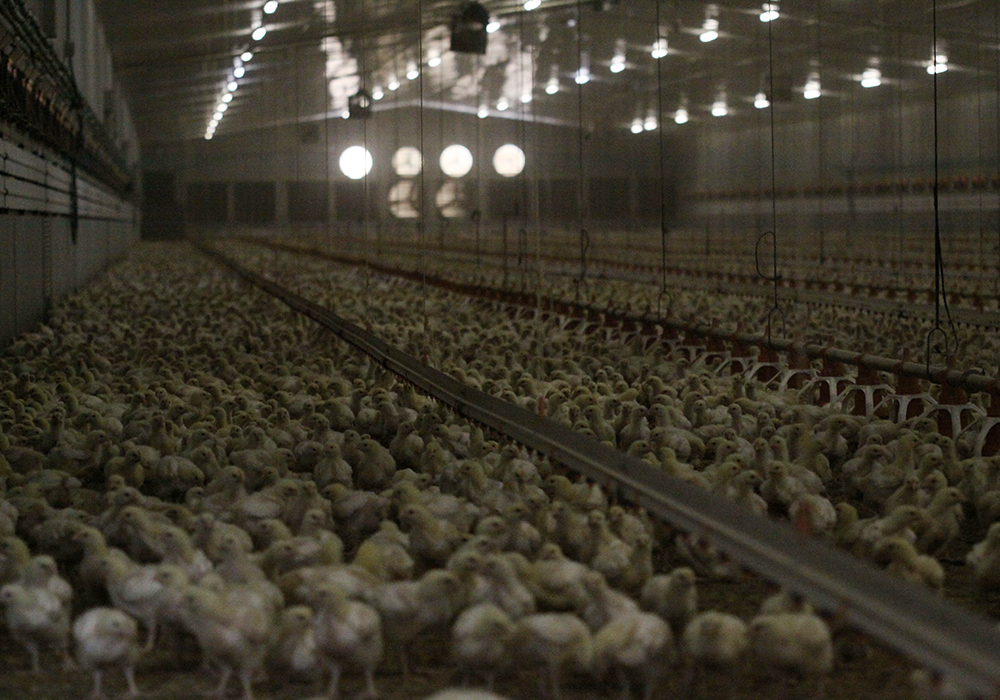 Research shows birds that were subject to more darkness ate more frequently and sharply increased anticipatory feeding when they knew the lights were soon going to dim.