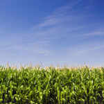 Statistics Canada’s recent acreage survey had Ontario corn acres down 2.1 per cent from 2020.