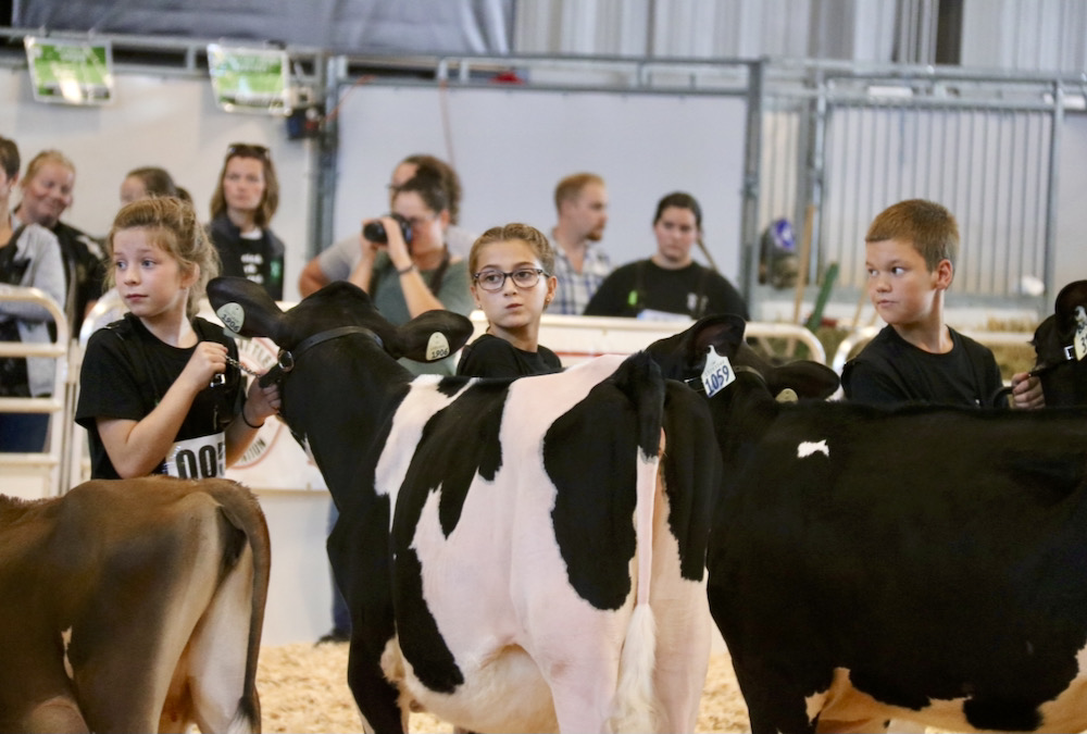 Young 4-H members keep their eyes on the judge during the 2019 Western Fair 4-H dairy show.