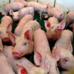 Connecting smart sensors and devices and using big data analysis and mathematical and artificial intelligence models in growing-to-finishing operations can decrease protein intake by 25 per cent and nitrogen excretion by 40 per cent, says an AAFC research scientist from Quebec.