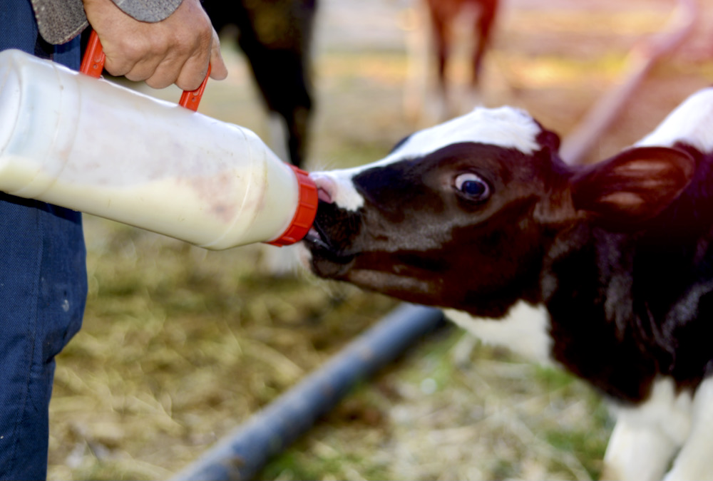 Some North American farms have seen a decrease in colostrum quantity in the first several milkings, and a dairy nutritionist reached out on social media to try to get a better understanding of why it is happening.