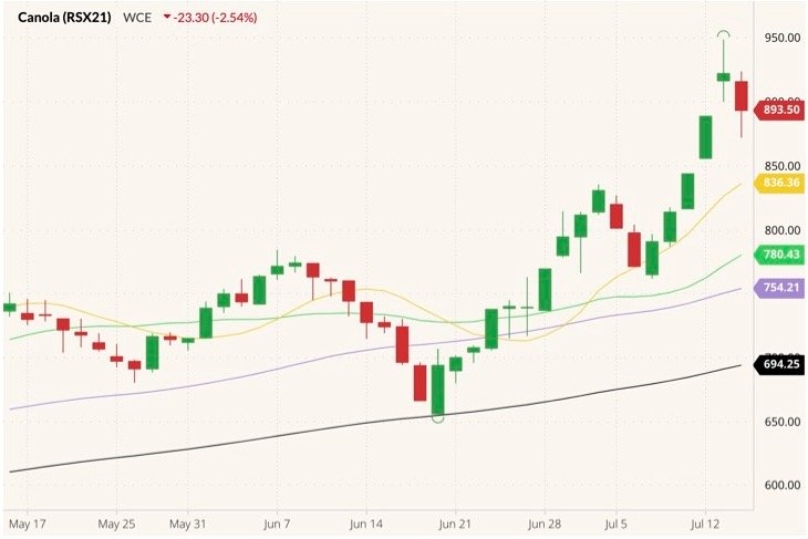 ICE November 2021 canola (candlesticks) with 10-, 20-, 50- and 100-day moving averages (yellow, green, purple and black lines). (Barchart)
