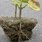 Root rot on a dry bean plant.
