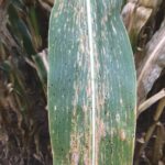 Tar spot on a corn leaf, including “fish-eyes” (lower right) that can grow and encompass whole parts of a leaf.