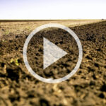 VIDEO: Improving soil health in the field
