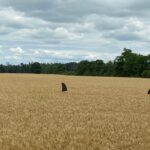 Shark fins emerged from a wheat field near Dublin this summer, prompting many cars to stop to look and take photos.