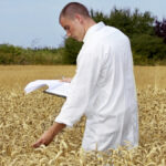 As the genomes of more wheat varieties are mapped, breeders can more quickly and precisely identify and develop cultivars of interest, but in-field testing remains a key step in cultivar development.