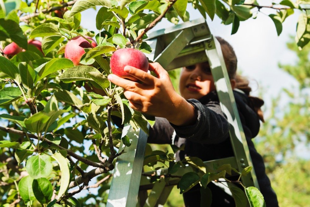 File photo of apple picking in a Canadian orchard. (Martinedoucet/E+/Getty Images)
