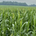 Corn in Ontario is starting to tassel and generally looks healthy including this field near London.