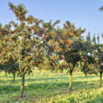 Cherry orchards are one area where agriculture technology company IntelliCulture is working.