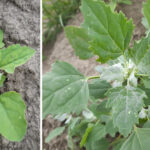 OMAFRA’s Agronomy Guide for Field Crops (Publication 811) lists lamb’s quarters as the most common weed in corn and soybeans, according to a 2014 survey of Ontario Certified Crop Advisors. In winter wheat, it takes third place behind dandelion and chickweed.