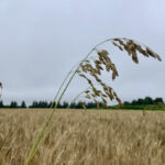 The seed head of chess grass extending beyond a winter wheat canopy.