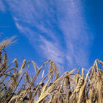 Alberta’s barley harvest this year is expected to be ‘fairly light,’ according to one commodity trader. Photo: File